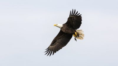 Awesome, Bird, Eagle, Flying, Image