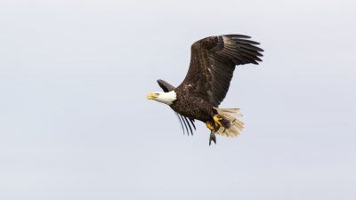 Bird, Eagle, Flying, Image, Natural, Nice