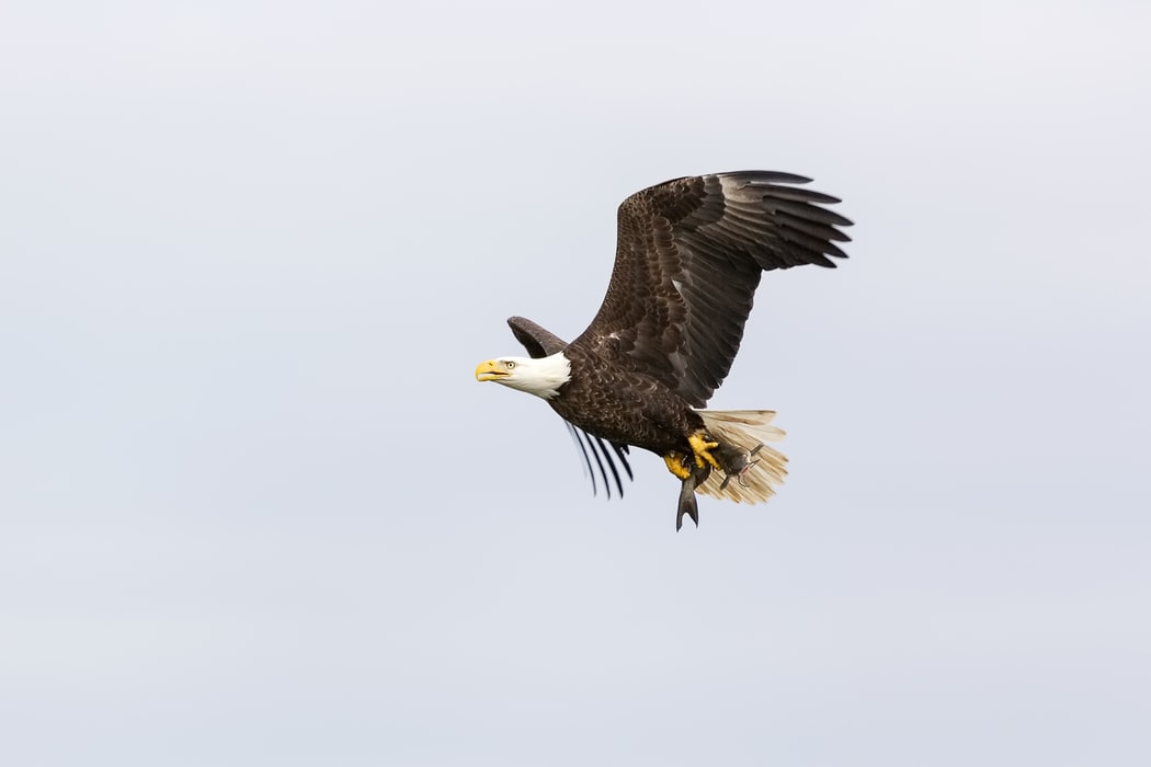 Flying Eagle Image