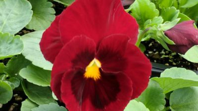 Flower, Nature, Pansy, Red, Widescree