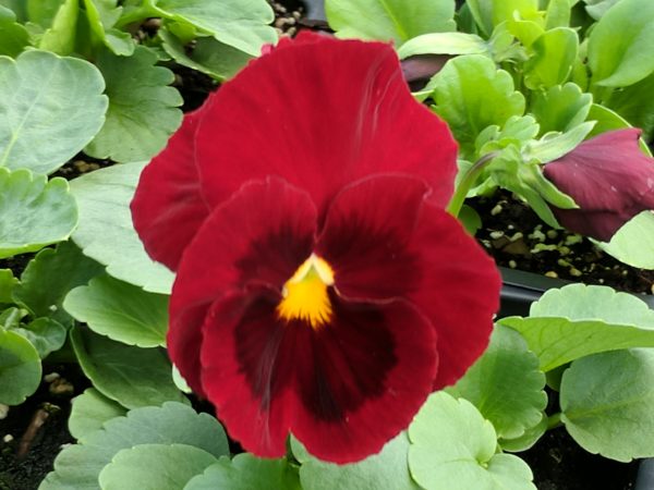 Red Pansy Picturef