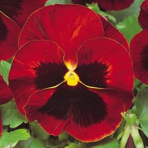 Red Pansy Image