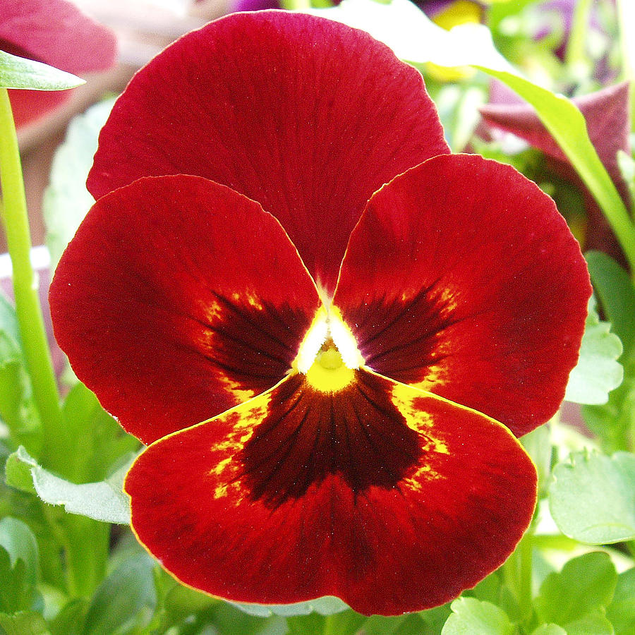 Red Pansy Background