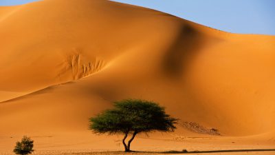 Backgrounds, Hd, Nature, Sahara, Tree