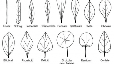 Examples, Leaves, Of, Shapes, Wallpaper