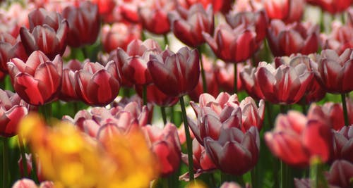 Tulip Flower Image