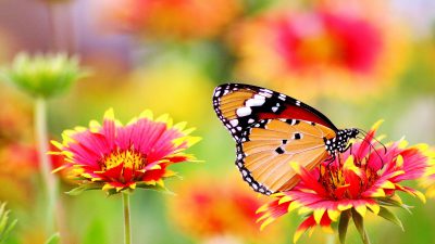 Beautiful, Butterfly, Colorful, Natural, Photo