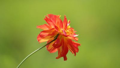 Flower, Orange, Picture, Tulip
