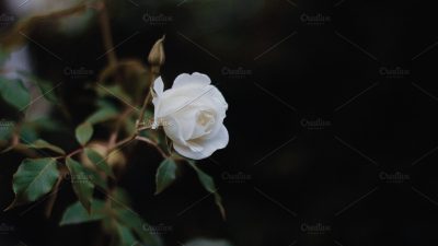 Natural, Photo, Rose, White, Widescreen
