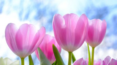 Flower, Natural, Picture, Spring, Tulip