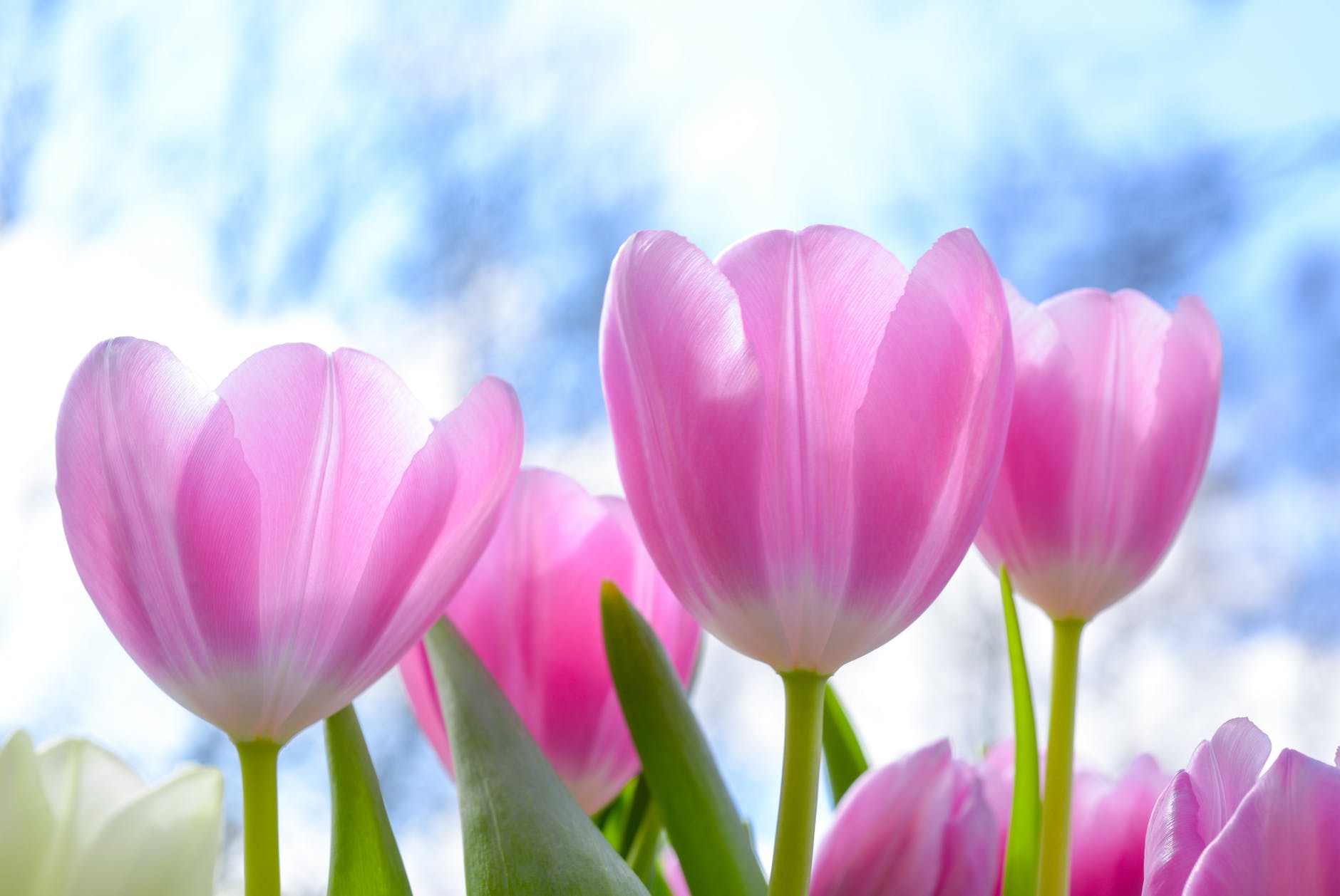 Tulip Flower Picture