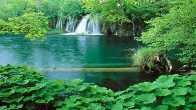 Green, Natural, Tree, Wallpaper, Waterfall, Widescreen