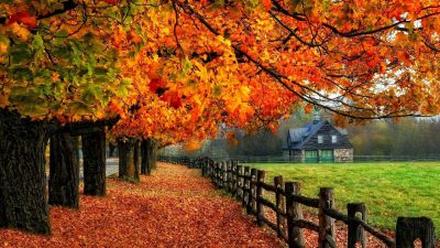Autumn, Fall, Natural, Spring, Wallpaper