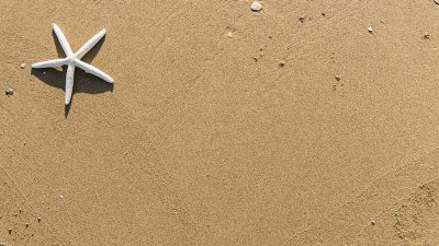 Beach, Daylight, Image, Starfish