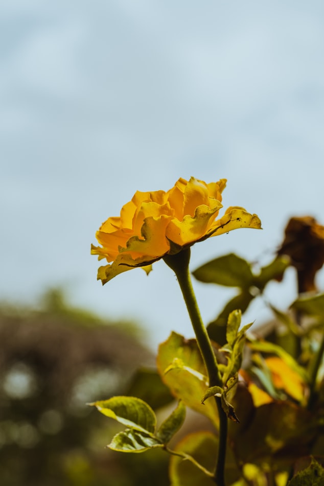 Yellow Rose Photo