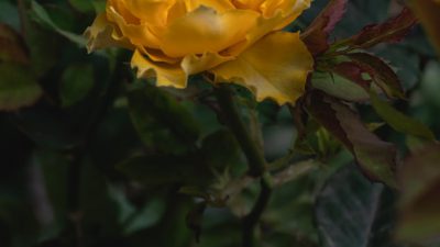 Flower, Image, Lovely, Nature, Stunning, Yellow