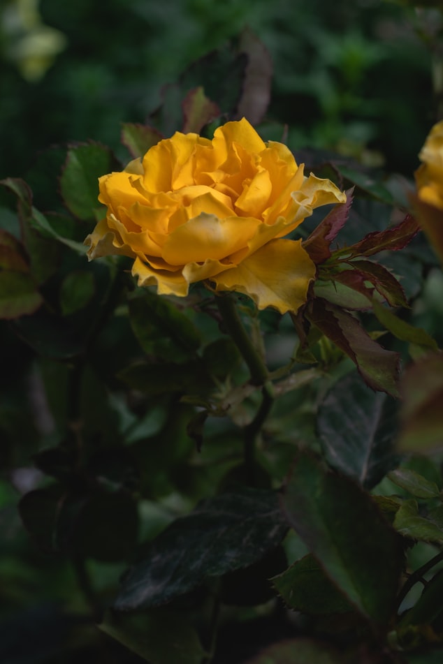 Yellow Rose Background