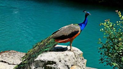Beautiful, Bird, Colorful, Image, Peacock