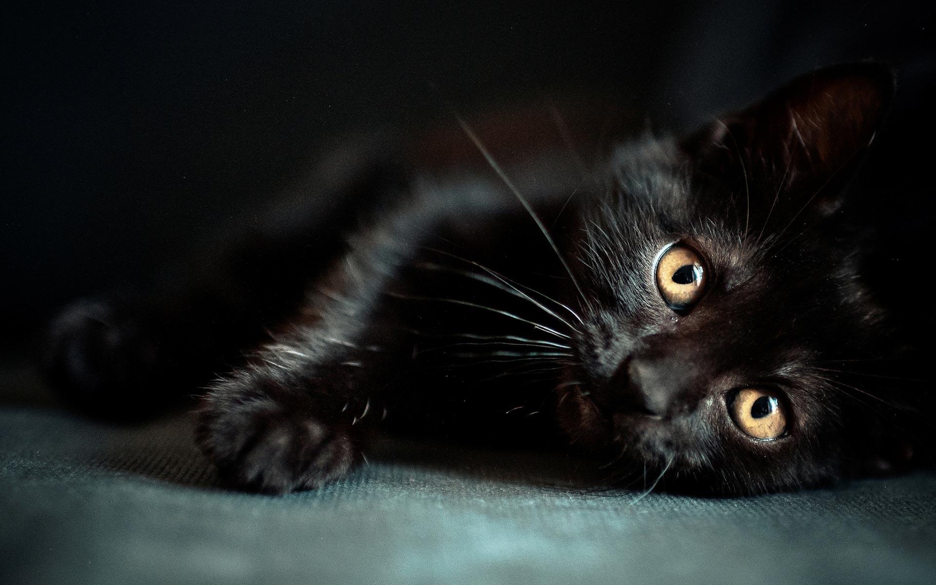 Black Cat Backgrounds