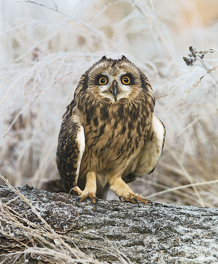 Owl Photo