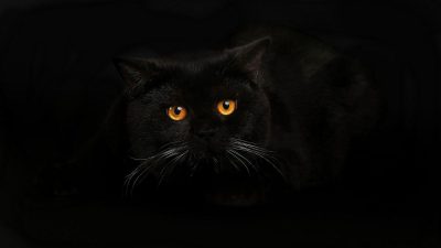 Black, Cat, Eyes, Image, Orange