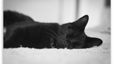 Black, Cat, Free, Image, Sleeping