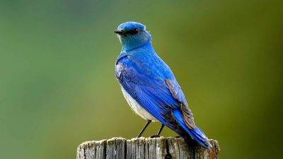 Best, Birds, Blue, Natural, Wallpaper