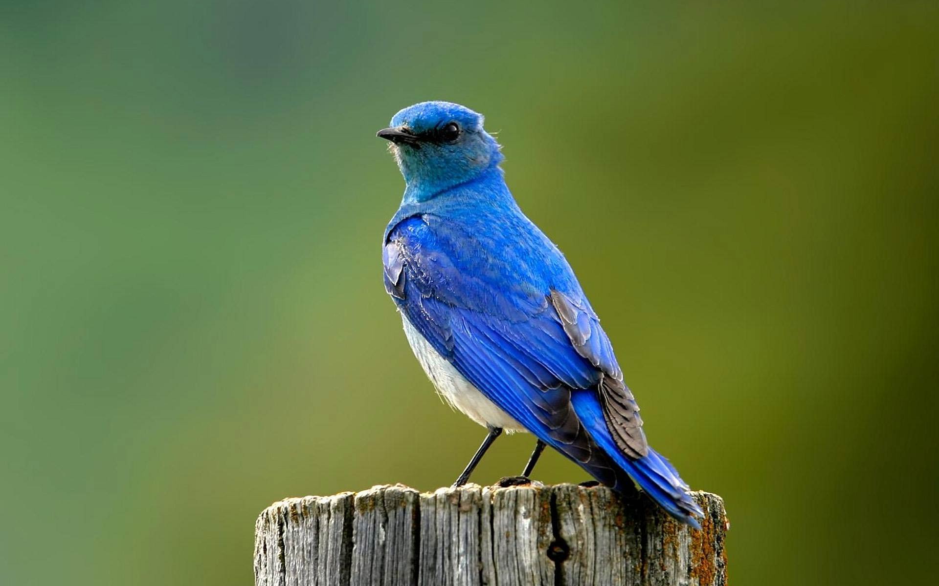 Bluebird Image