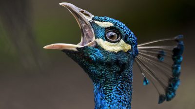 Awesome, Beautiful, Blue, Image, Peacock