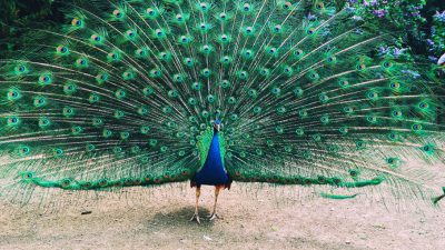 Bird, Colored, Image, Lovely, Peacock