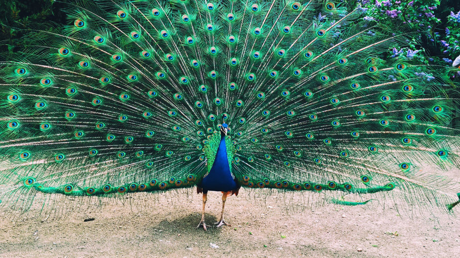 Peacock Picture