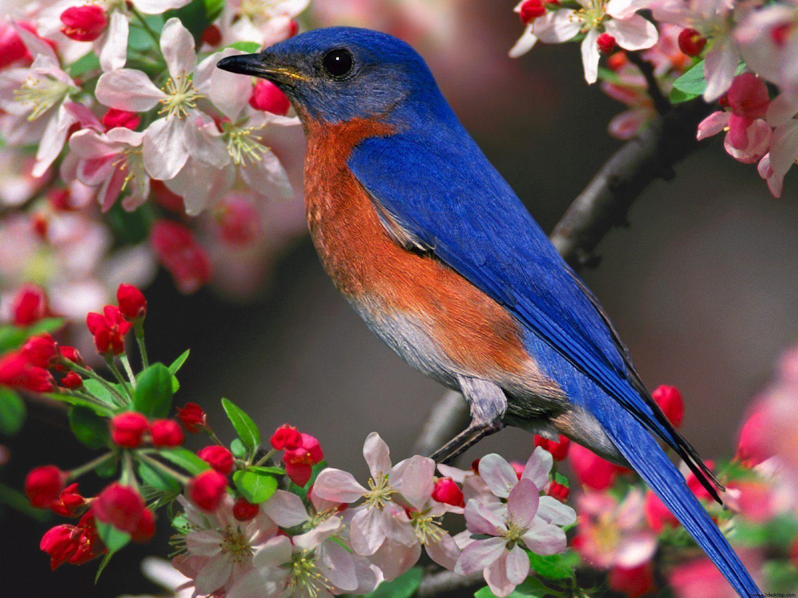 Bluebird Picture