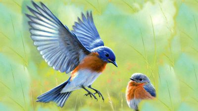 Best, Birds, Flying, Natural, Wallpaper