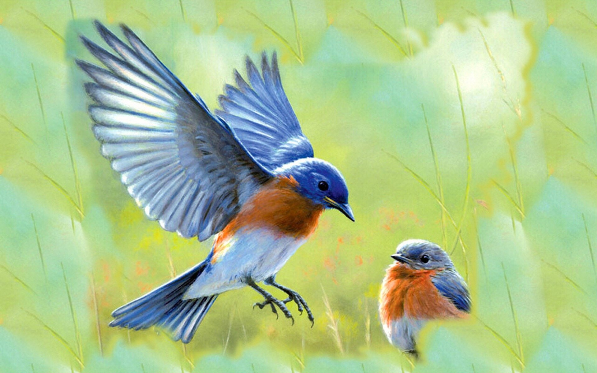 Bluebird Backgrounds