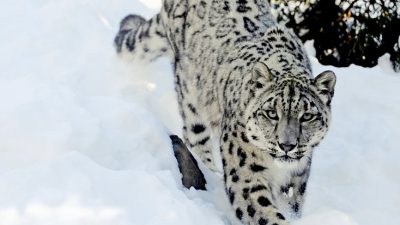 Beautiful, Colorful, Image, Leopard, Nice, Snow