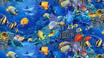Beautiful, Colorful, Fish, Image, Natural