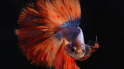 Fish, Natural, Orange, Wallpaper