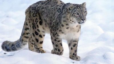 Best, Image, Leopard, Natural, Snowfall