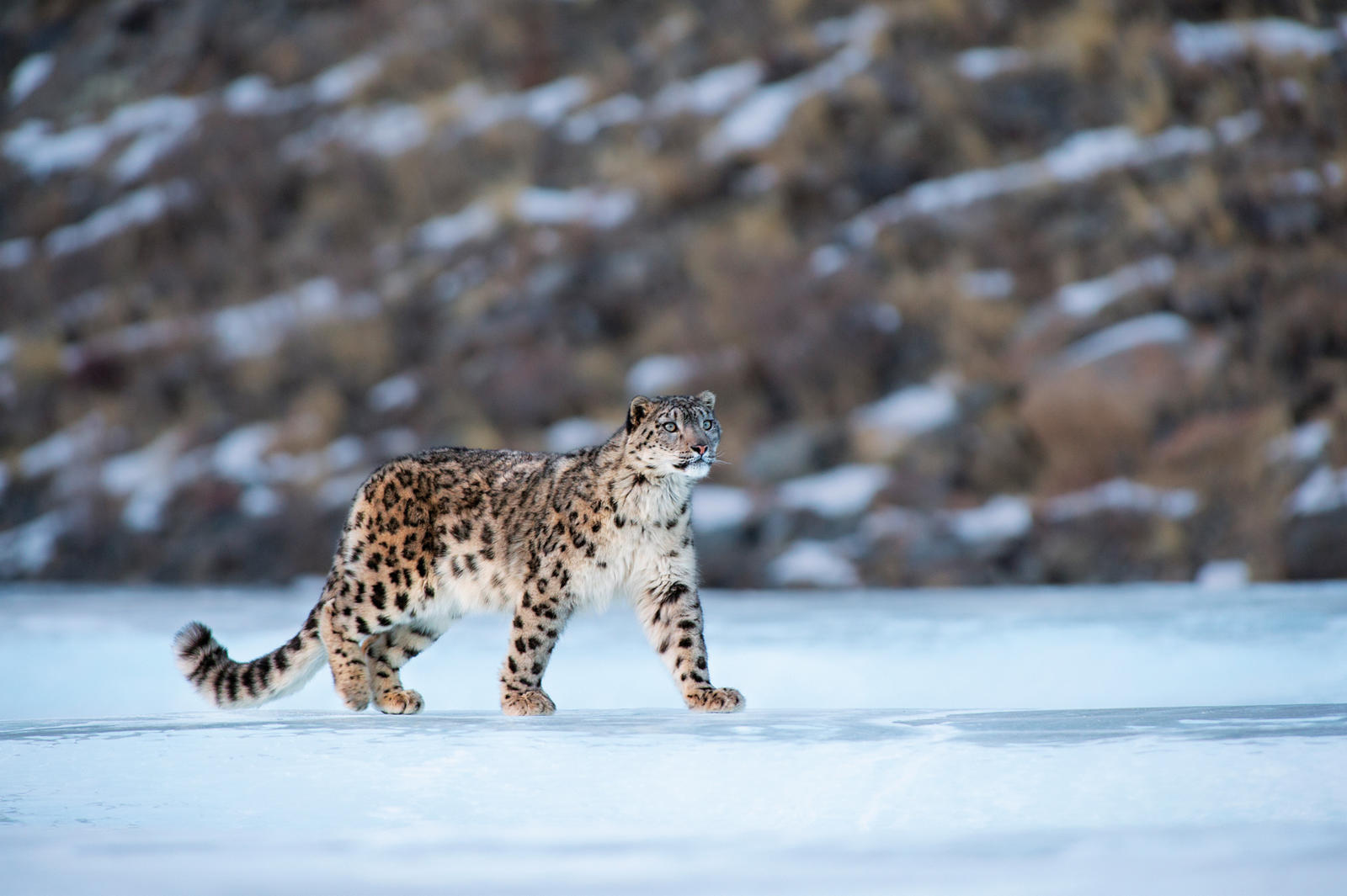 Snow Leopard Photo