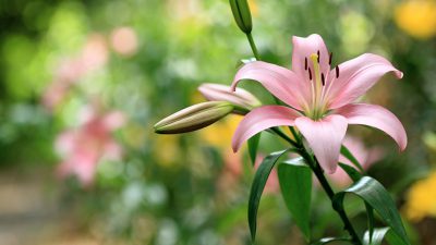 Flower, Image, Lilium, Natural, Pink, Widescreen