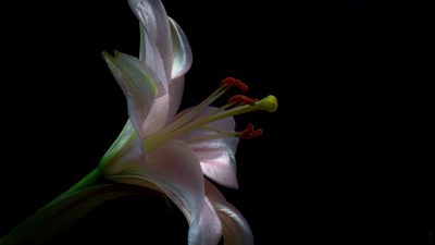 Flower, Free, Image, Lilium, Natural, White