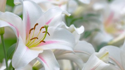 Flower, Full, Image, Lilium, Natural, Top, White