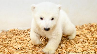 Amazing, Baby, Bear, Cute, Natural, White