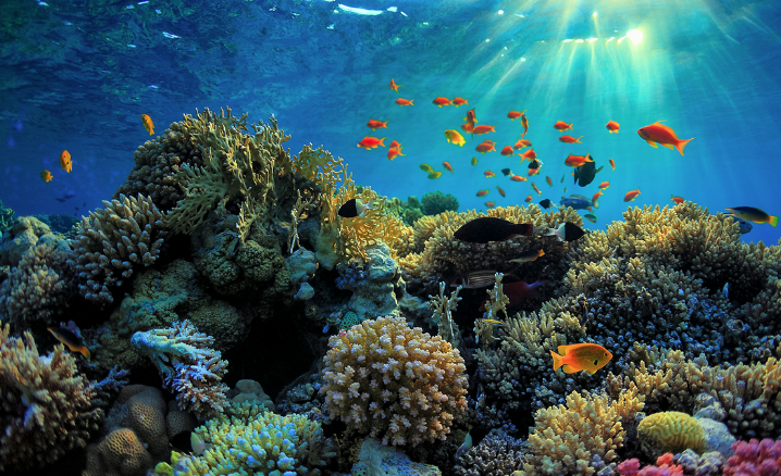 Great Barrier Reef Backgrounds