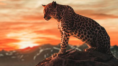 Cheetah, Clouds, Natural, Sundown, Wallpaper