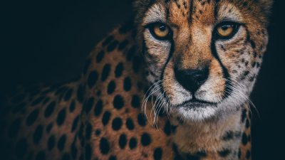 Beautiful, Brown, Cheetah, Eyes, Image