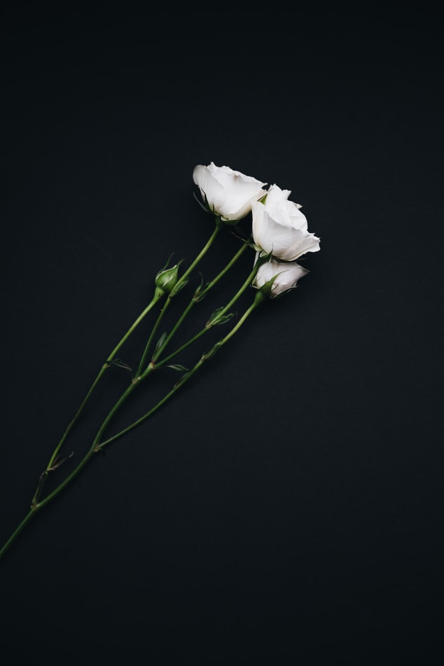 White Flower Image