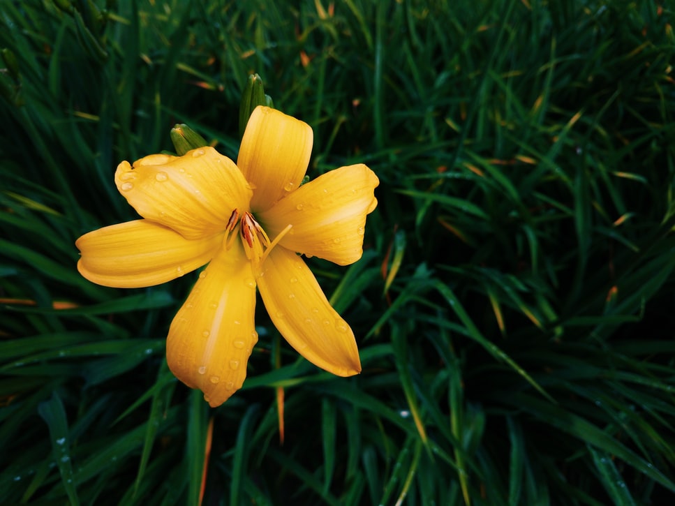 Yellow Flower Image