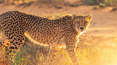 Best, Cheetah, Natural, Sundown, Wallpaper