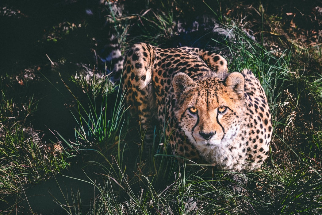 Cheetah Photo